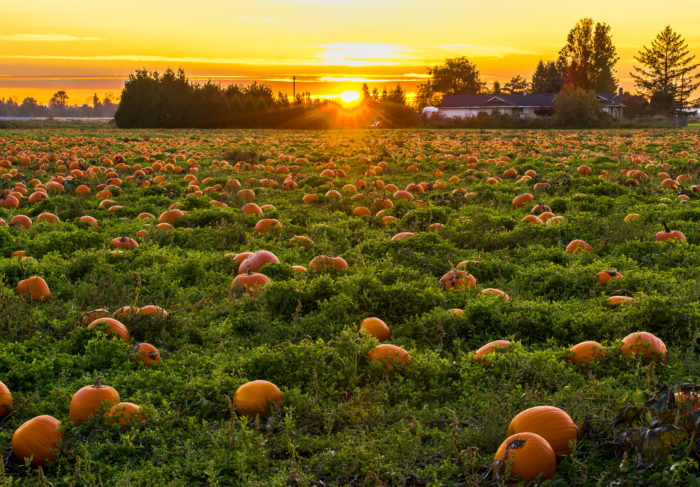 Oral Health Benefits of Pumpkins